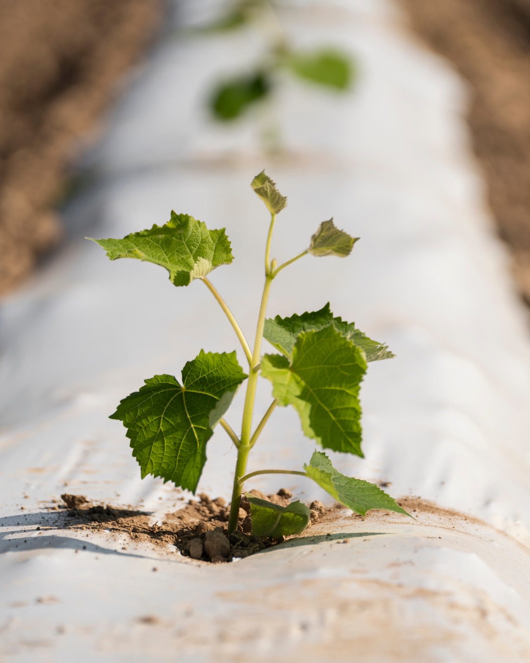 Freshly planted Kiri seedling in mulch film