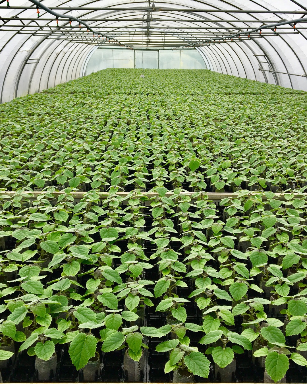 Kiri seedlings in a greenhouse