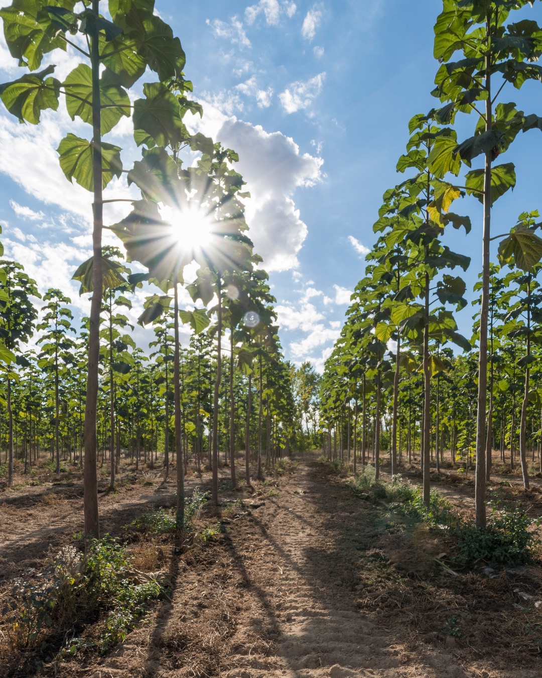 Rows of young Kiri trees with green guards
