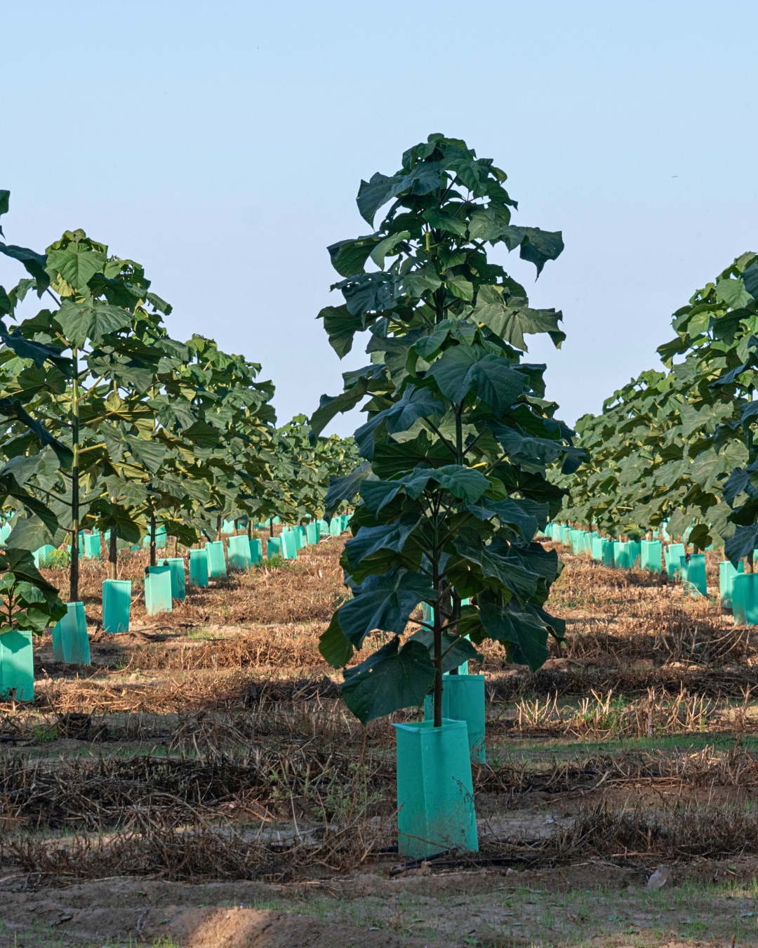 Young Kiri tree with protective guard