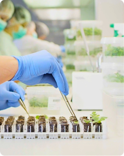 Sterile lab cultivation of Kiri seedlings