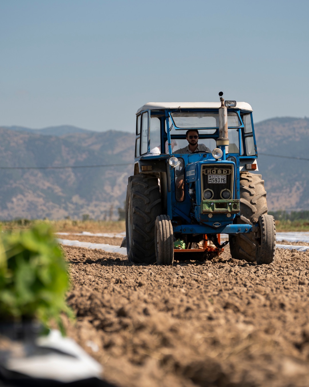 Tractor planting seedlings in prepared rows